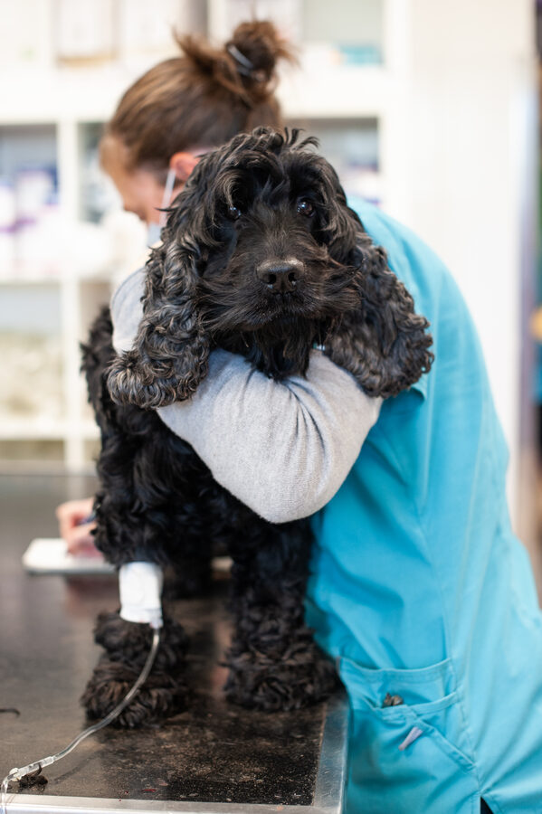 Cabinet vétérinaire de Capdenac