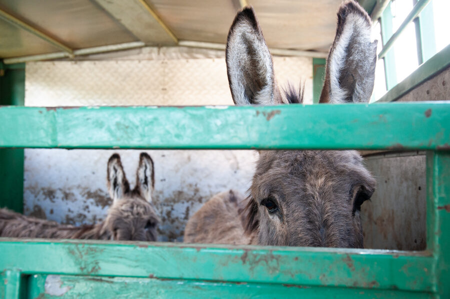 Cabinet vétérinaire de Capdenac