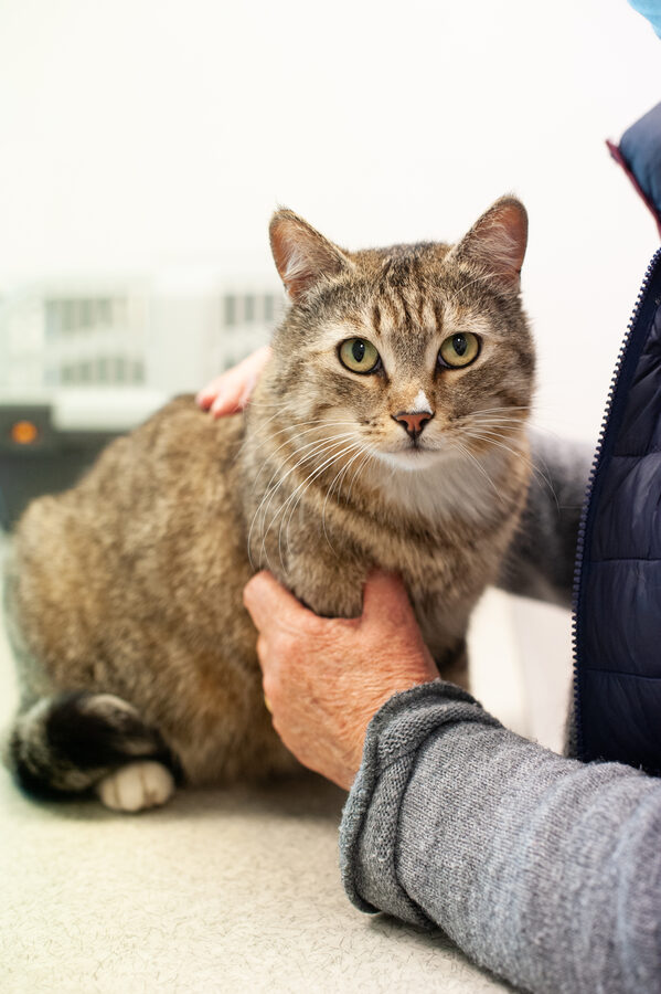 Cabinet vétérinaire de Capdenac