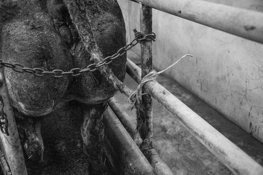 Clinique vétérinaire de Maroilles - 2018