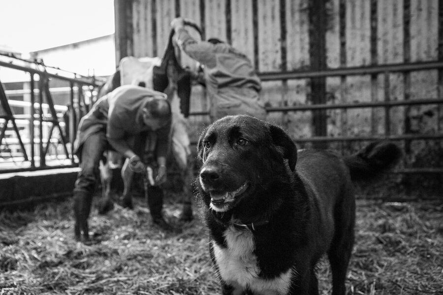 Clinique vétérinaire de Maroilles - 2018