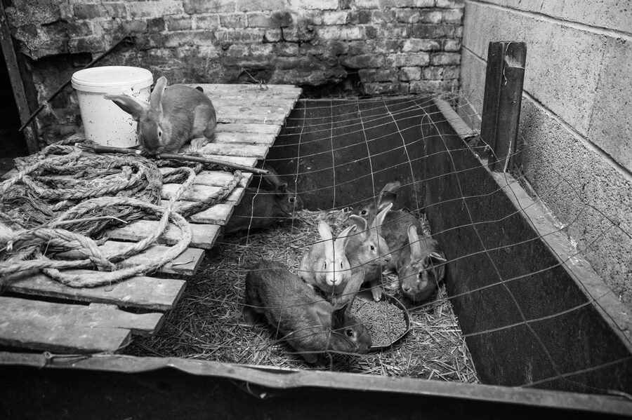 Clinique vétérinaire de Maroilles - 2018