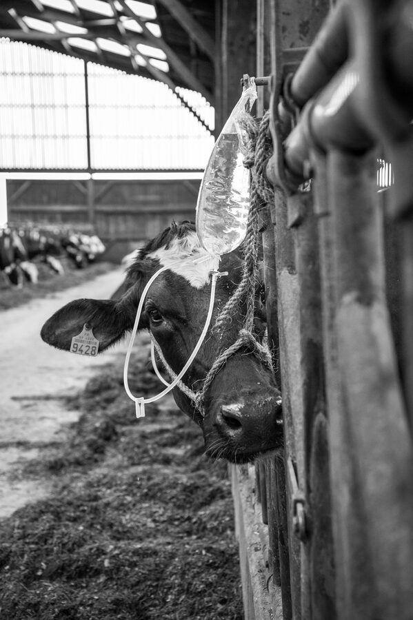 Clinique vétérinaire de Maroilles - 2018