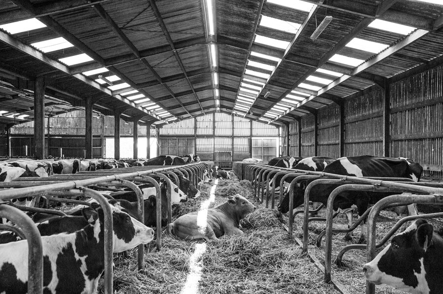 Clinique vétérinaire de Maroilles - 2018