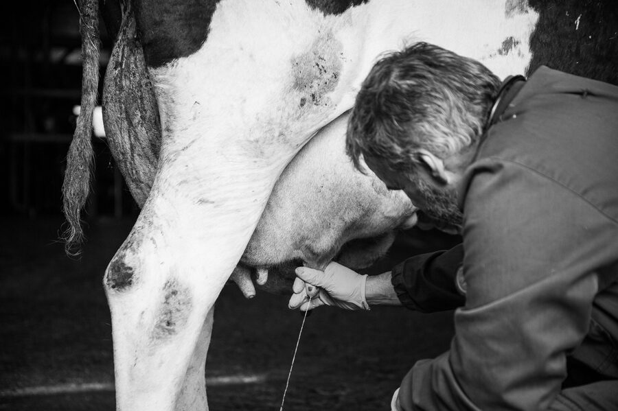 Clinique vétérinaire de Maroilles - 2018