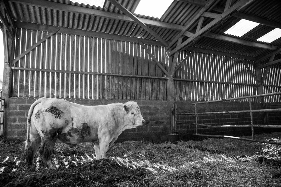 Clinique vétérinaire de Maroilles - 2018