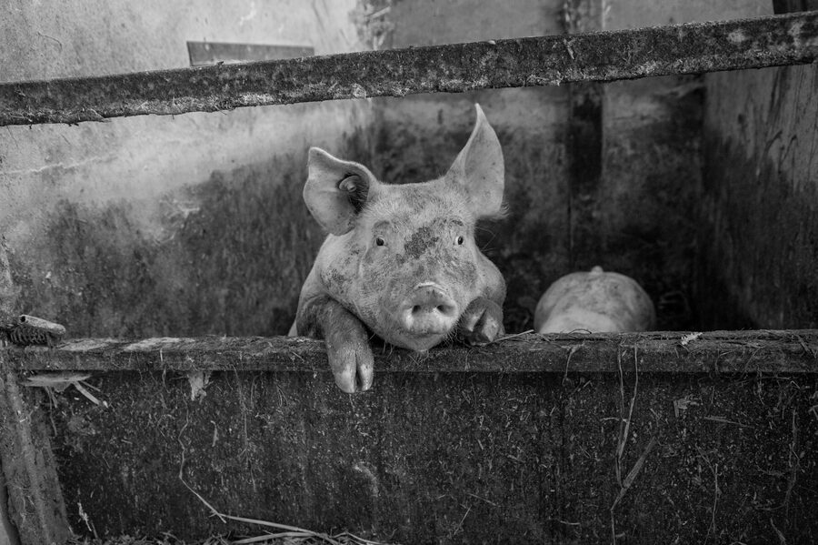 Clinique vétérinaire de Maroilles - 2018