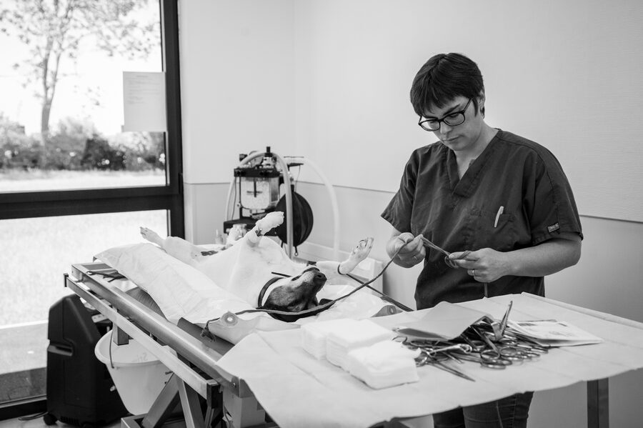 Clinique vétérinaire de Maroilles - 2018