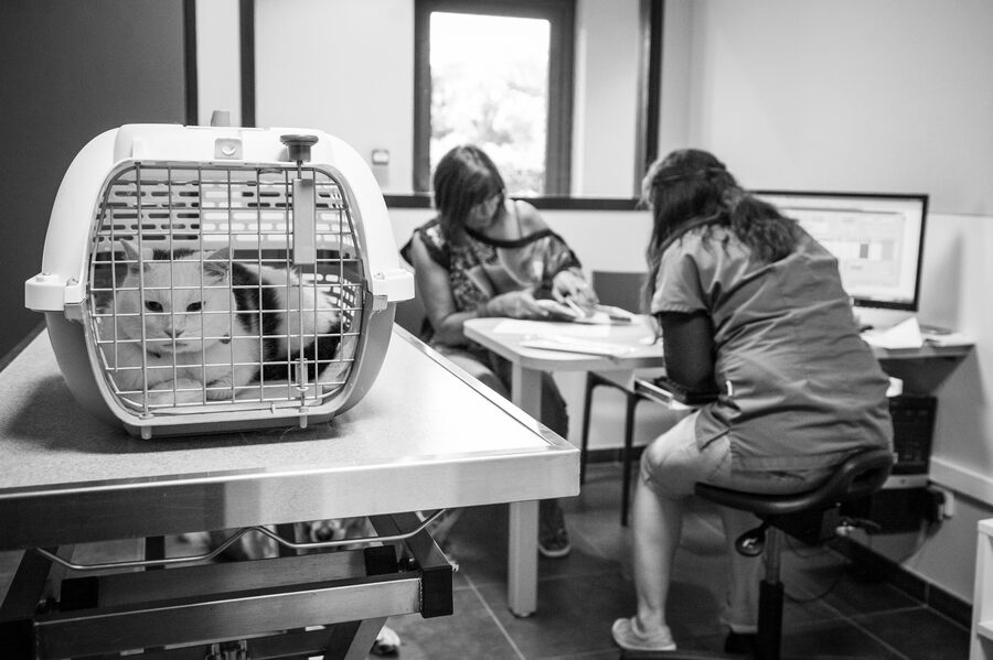 Clinique vétérinaire de Maroilles - 2018