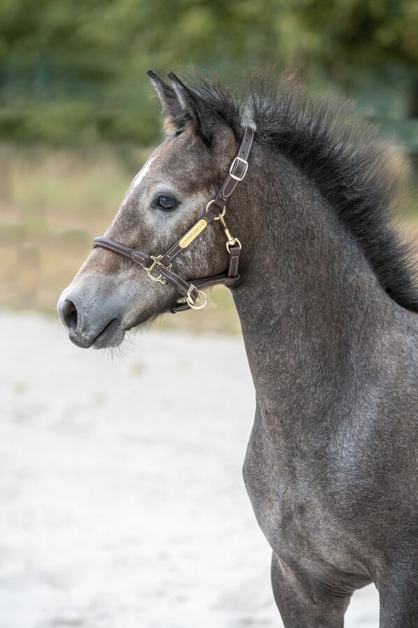 Séance photo équestre – Cavalier et cheval