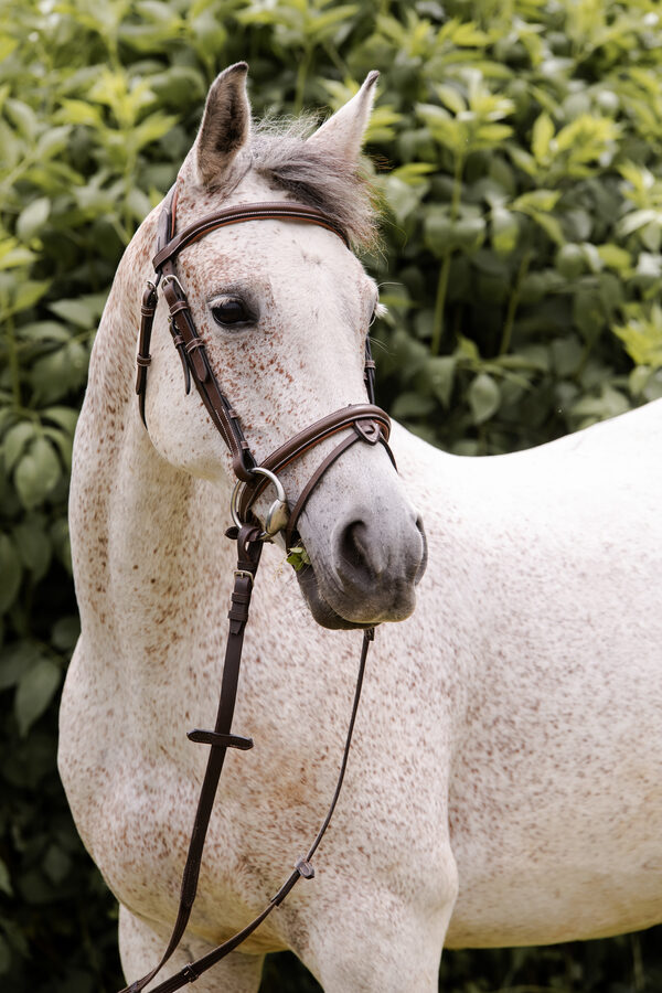 Séance photo équestre – Cavalier et cheval