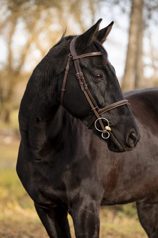 Séance photo équestre – Cavalier et cheval