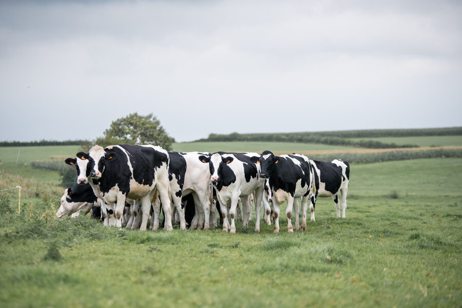 Faire France à la Laiterie de l'Avesnois