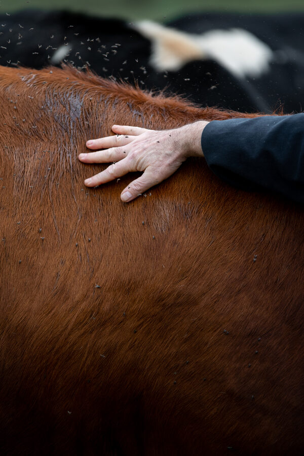 Faire France à la Laiterie de l'Avesnois