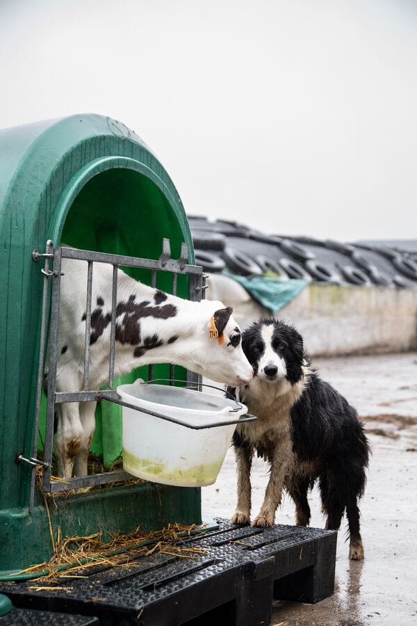 Faire France à la Laiterie de l'Avesnois