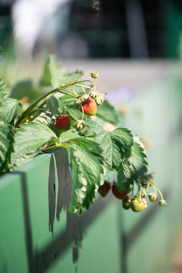 Journées Régionales de l'Herbe en Avesnois