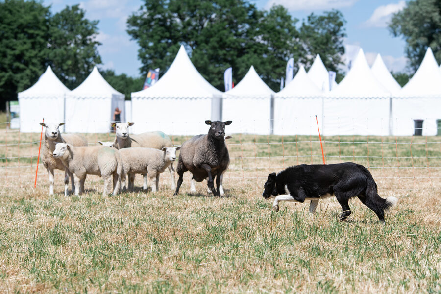 Journées Régionales de l'Herbe en Avesnois