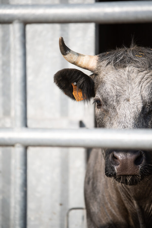Journées Régionales de l'Herbe en Avesnois