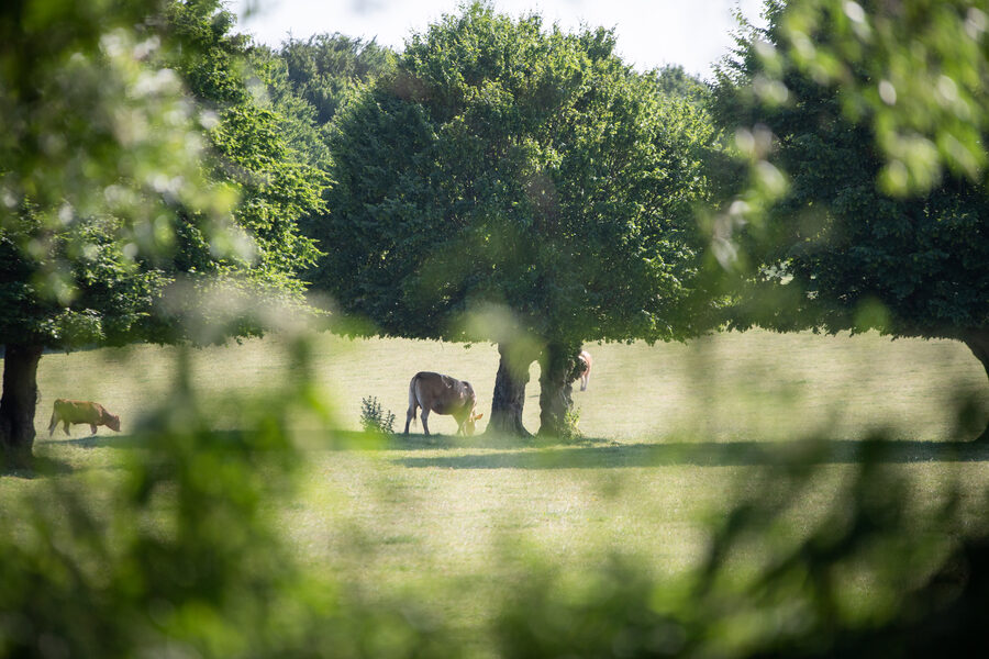 Journées Régionales de l'Herbe en Avesnois