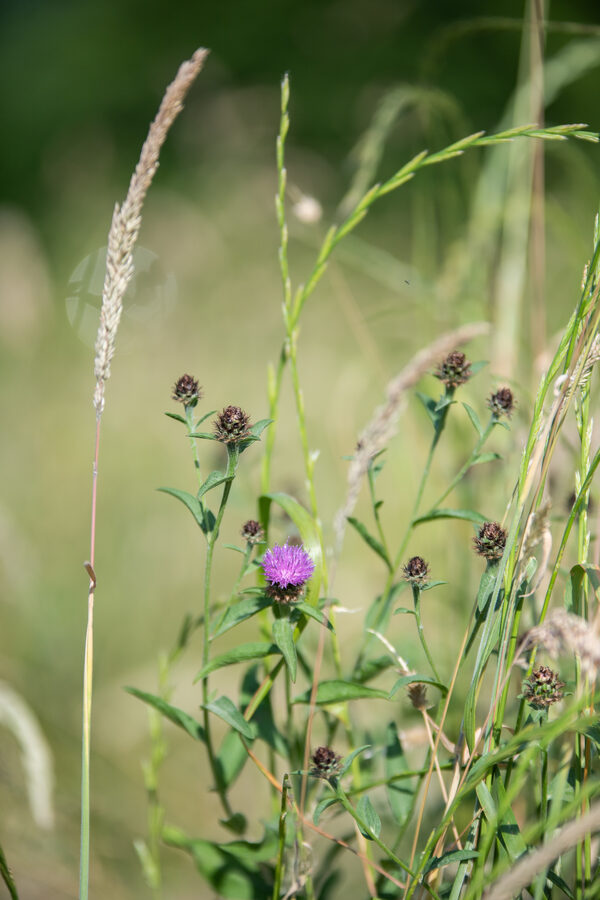 Journées Régionales de l'Herbe en Avesnois
