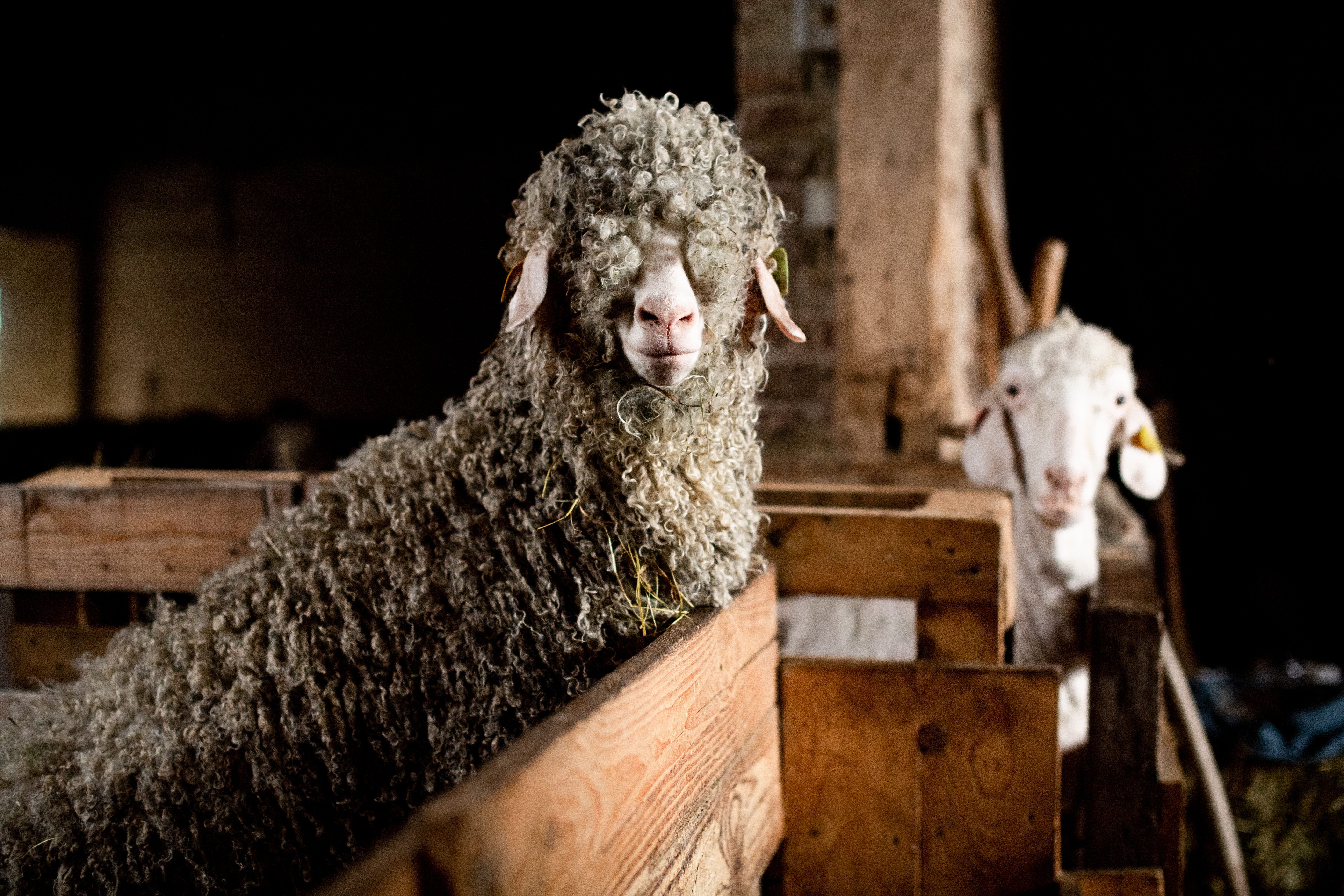 Le Mohaire de Mormal