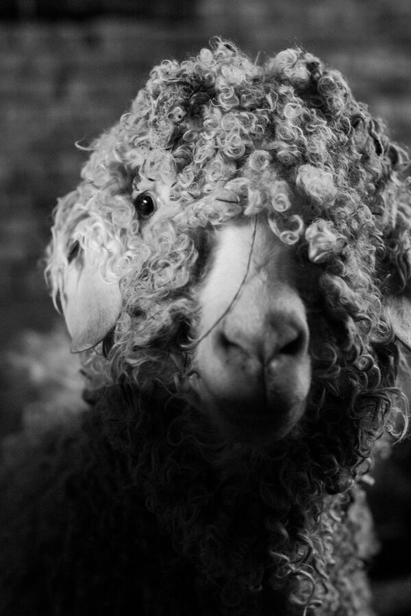 Le Mohaire de Mormal