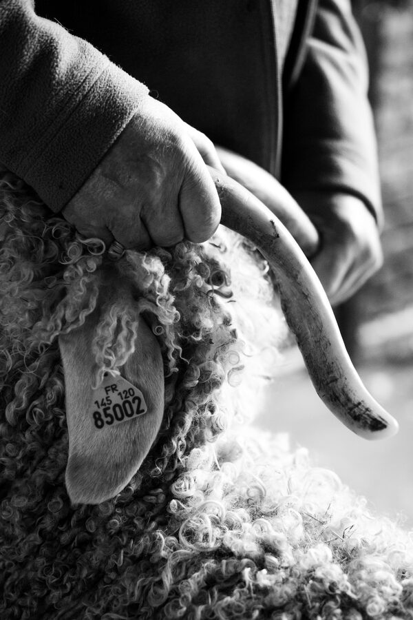 Le Mohaire de Mormal