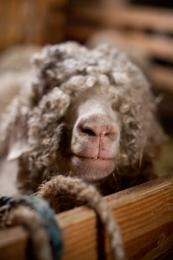 Le Mohaire de Mormal