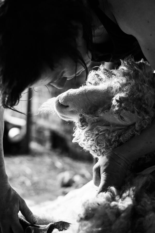 Le Mohaire de Mormal