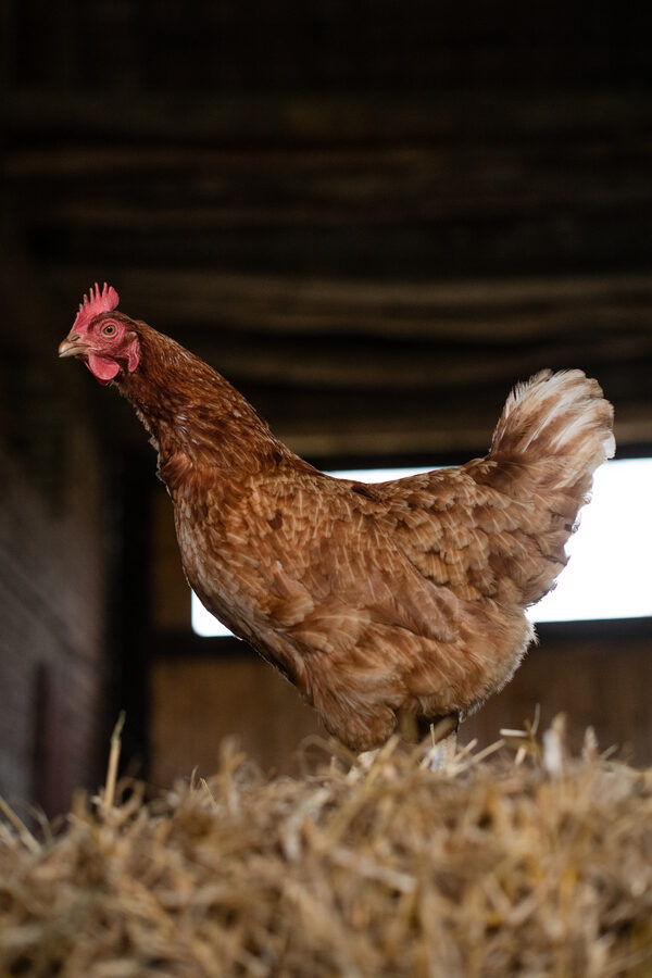 Le Mohaire de Mormal